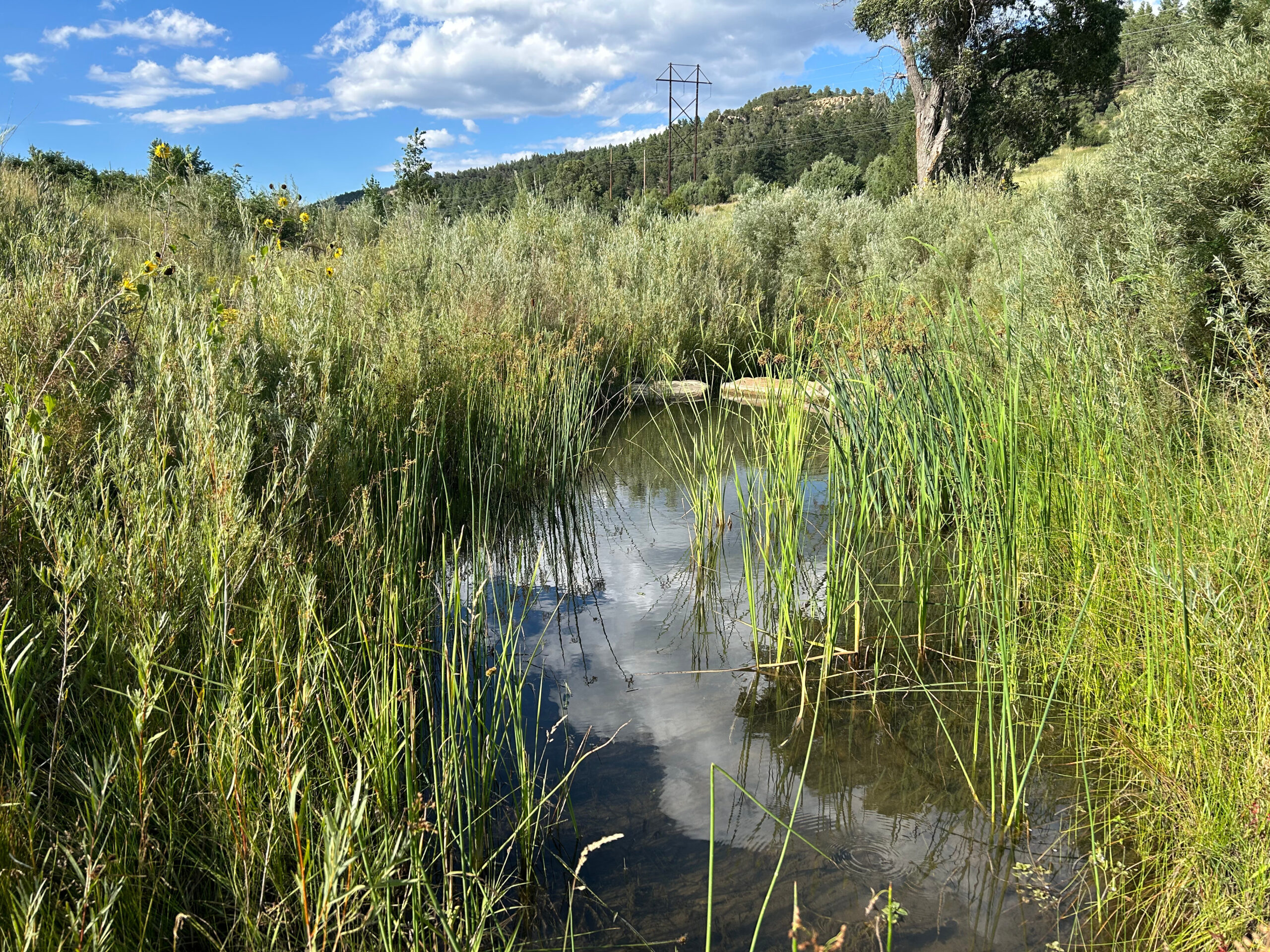 Environmental - NEPA