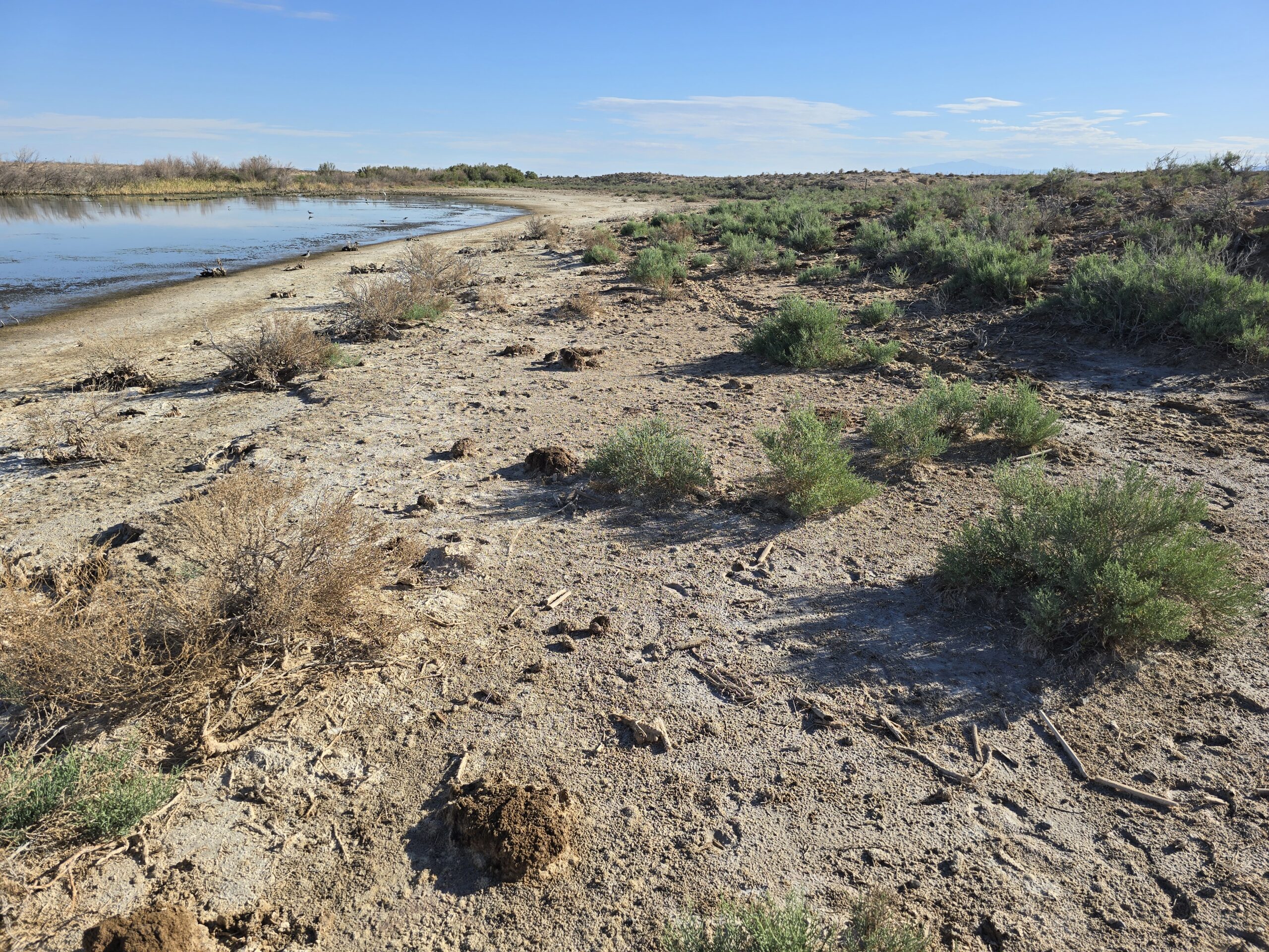 PFAS Investigations at Cannon and Holloman Air Force Bases