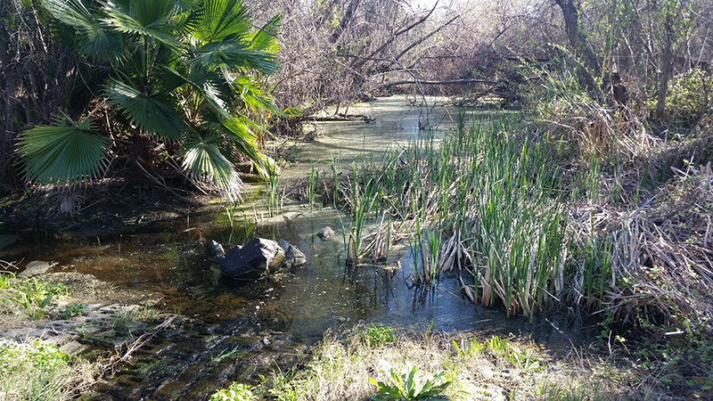 Lake San Marcos Watershed Remedial Investigation/Feasibility Study